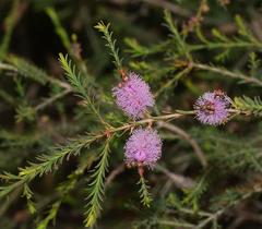 Melaleuca decussata