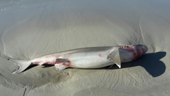 Carcharhinus brachyurus