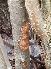 Dichomitus campestris