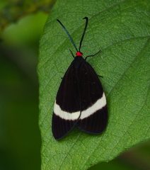 Pidorus