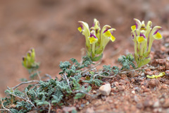 Scutellaria przewalskii