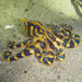 Blue-lined Octopus - Photo (c) Georgia Poyner, some rights reserved (CC BY-NC), uploaded by Georgia Poyner