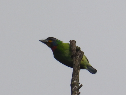 Chinese Barbet (Psilopogon faber), photo 8