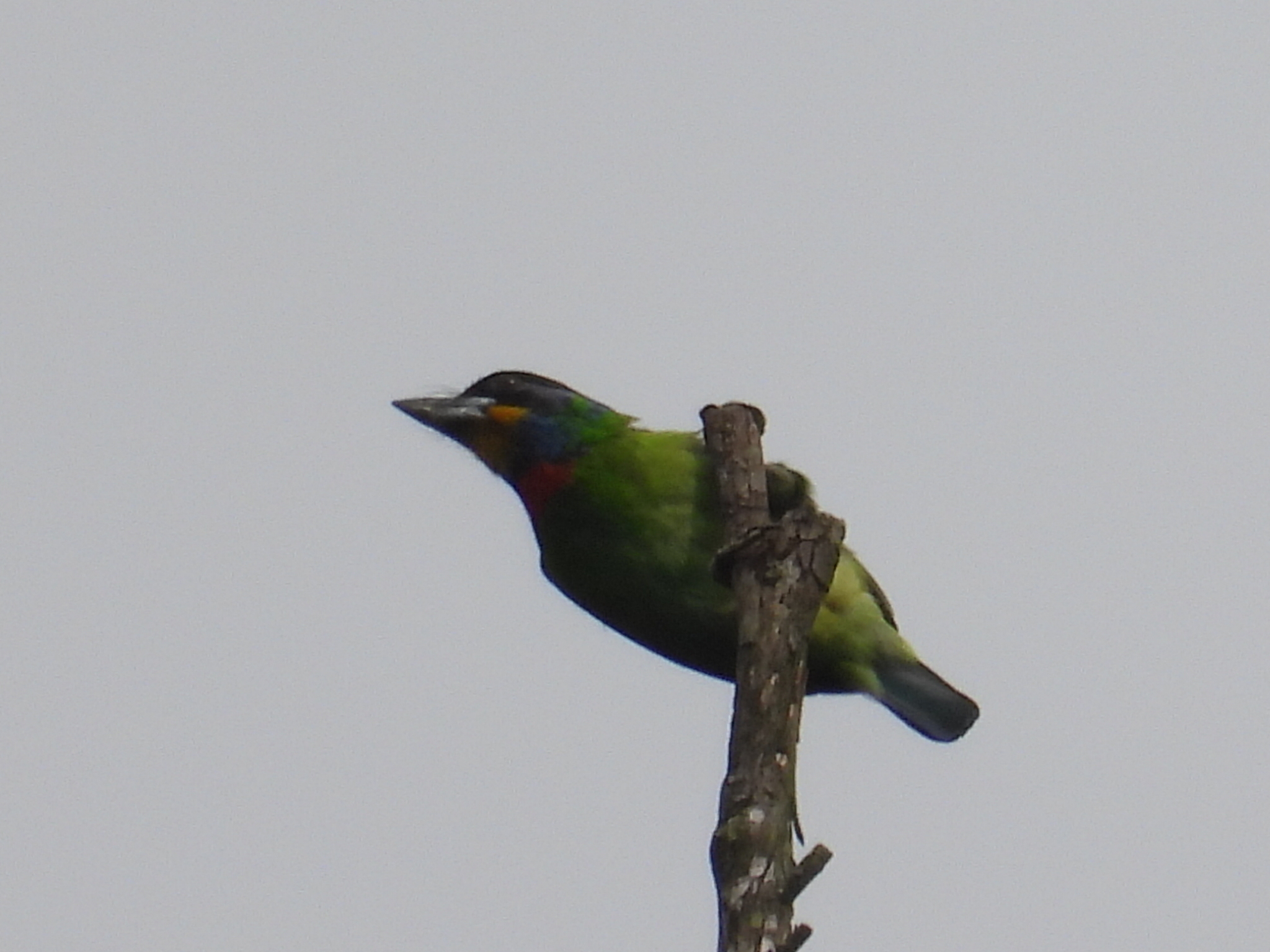 Chinese Barbet