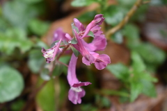 Corydalis caucasica