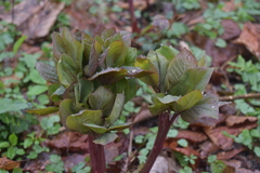 Paeonia caucasica