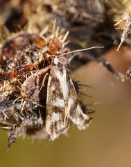 Epithymema incomposita