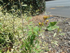 Hypericum canariense