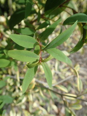 Hypericum canariense