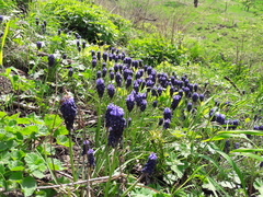 Muscari neglectum