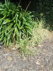 Hypericum canariense