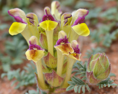Scutellaria przewalskii