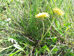 Taraxacum parnassicum