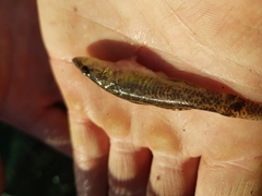 Philypnodon grandiceps