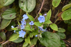 Omphalodes cappadocica