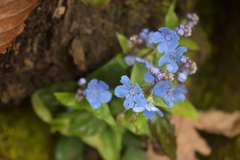 Omphalodes cappadocica