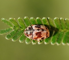 Elaphodes cervinus