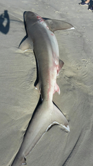 Carcharhinus brachyurus