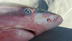 Carcharhinus brachyurus