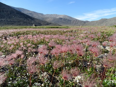 Sieversia pusilla