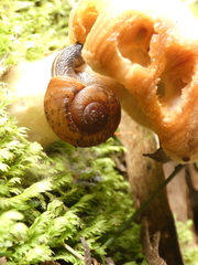 Austrorhytida glaciamans