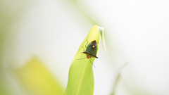 Anaca fasciata