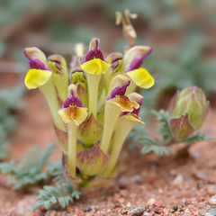 Scutellaria przewalskii