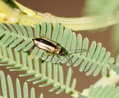 Monolepta subsuturalis