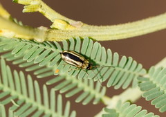 Monolepta subsuturalis
