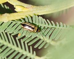 Monolepta subsuturalis