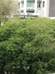 Excoecaria agallocha