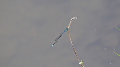 Pseudagrion microcephalum