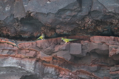 Cyanoliseus patagonus patagonus