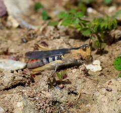 Chorthippus maritimus maritimus