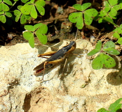 Chorthippus maritimus maritimus