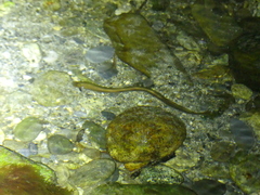 Lampetra planeri
