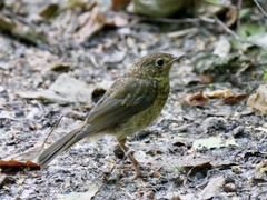Erithacus rubecula