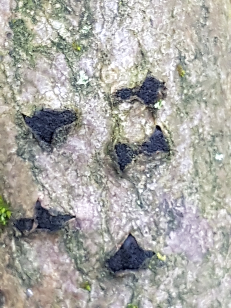 Eutypella