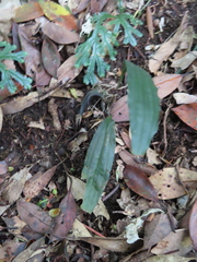 Tainia dunnii