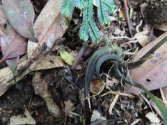 Tainia dunnii