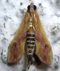 Agathodes ostentalis
