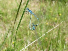 Coenagrion scitulum