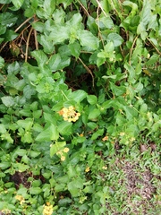 Lantana × hybrida