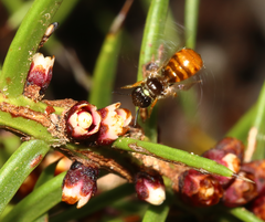 Pilostyles hamiltonii