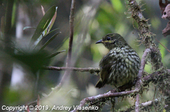Philepitta castanea