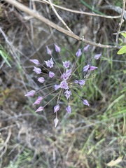 Allium praecox
