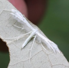 Pterophorus monospilalis