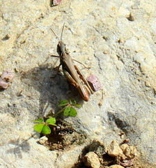 Chorthippus maritimus maritimus