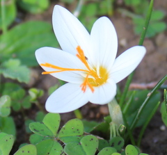 Crocus laevigatus