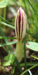 Crocus laevigatus